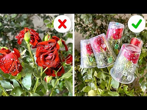 Tried-and-True Gardening Hacks that Actually Work 🌿🌹