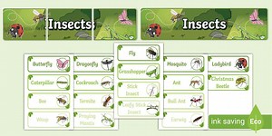 Insects Banner and Word Wall