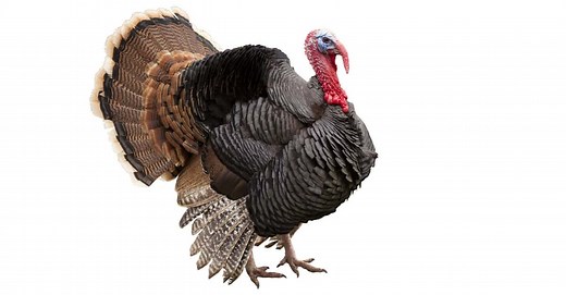 How and Where Do Turkeys Sleep?