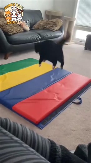 😹 Cats Getting Scared by Sudden Sounds 😹🐾 | Funny Cat Moments | ‪@wwianimals.official‬​