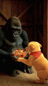 Tiny Dog vs Gorilla: An Unlikely Tale of Friendship 🍉🐶🦍❤️ A toddler's watermelon treat gets snatched by a sneaky Gorilla mom, leaving him in tears. But then, his brave little dog jumps into action, chasing the Gorilla and leading her to a cozy wooden house. However, the story takes a touching turn when it's revealed the Gorilla mom stole for her hungry kids. The dog's heart melts, and he prepares a fruit salad to share with the Gorilla family. Later, he even returns a fresh watermelon slice t