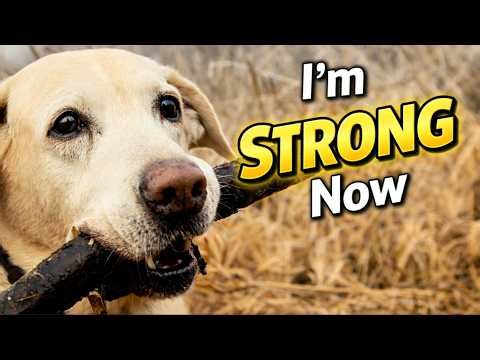 Yellow Labrador Puppy Growing Up: From 8 Weeks to 1 Year! 🐾