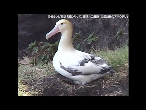 "A short-tailed albatross flying over the Senkaku Islands 40 years ago"