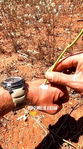 After my last video... People have been asking "what's ipi-ipi?". I dove into the archives and pulled this out for those who were interested. It had 3 traditional uses, one as a medicine (like in the video), one as a ceremonial tool (using the dry sticks to create smoke) and also as a punishment tool. The caustic liquid would be put in the eyes to cause temporary blindness. It's my favourite plant in the arid regions. This plant has been a saviour for me on many occasions, preventing infection f