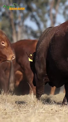 Exploring the Tranquil Life of Cattle Ranching