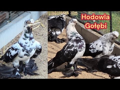 Questions, tips and breeding season.