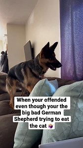 Cat ATTACKS German Shepherd ＊hilarious #germanshepherd #reels | Zeus
