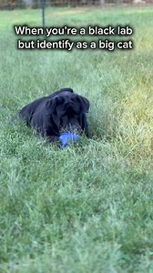 3.8K views · 1.1K reactions | When you were born a black lab but...