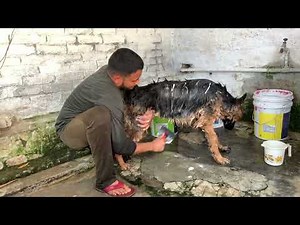 How to give a proper bath for the German shepherd | Double Coat/Long Coat | #germanshepherd #gsd