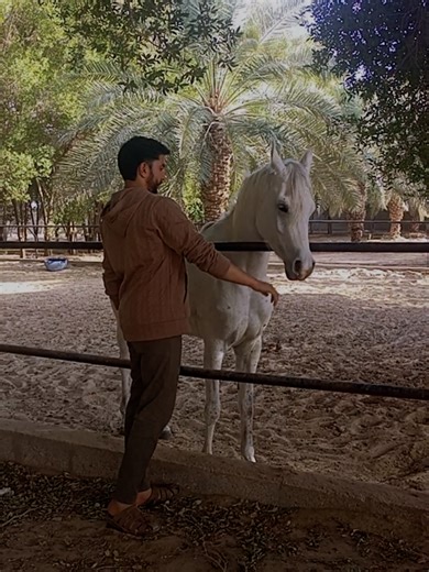 Explore the Elegance of Pure Arabian Horses in Saudi Arabia