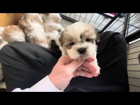 The Home of Shorkies