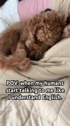 What is this chanting??! #dog #puppy #goldendoodle #cute #shortsfeed #fypシ゚viral #homepage #wicked