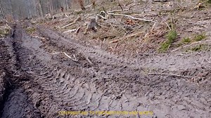 Musa Acuminata Plate: Banana Stem Into Sustainable and Eco-friendly Paper Plates | STEM Strand - Bayambang NHS