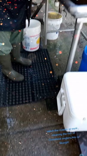 Master Fish Cleaner in Cleveland Demonstrates Bluegill Cleaning