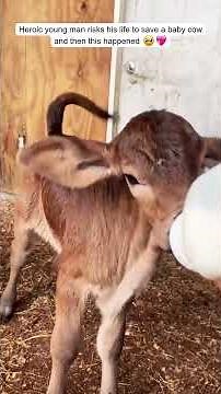 Heroic Young Man Risks His Life to Save a Baby Cow… and What Happened Next Will Melt Your Heart