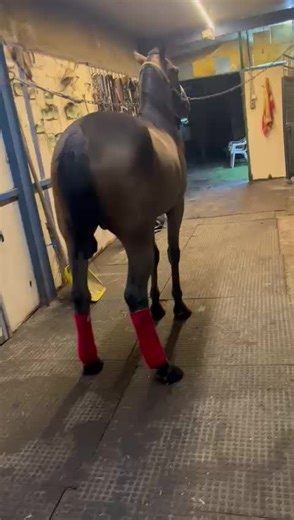 Video di SC PERNELLA (@scuderia.pernella) con suono originale - frasi_massimo_