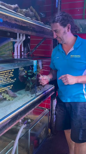 29K views · 225 reactions | Hand-feeding Triggerfish is for sissies! #camthefishguy #clowntrigger #triggerfish #balistoides #balistoidesconspicillum #fishfeeding #oceannutrition #lancefish #handfeeding #clowntriggerfish #predatortank #saltwateraquarium #feedme | Gallery Aquatica Wynnum | Facebook