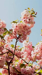 Blossom season at Doddington Hall 🌸 The Cherry Blossom Walk at Doddington Hall and Gardens is one of the most magical experiences - especially on a sunny day! If you haven't visited yet, there's still time to catch these beautiful blooms. The Doddington gardens will be open daily until 16 April. For more info: https://bit.ly/3KDmjIm | Visit Lincoln
