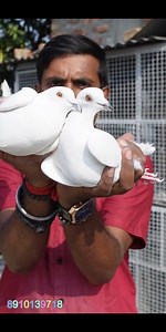 PURE WHITE CHENNAI BREED PIGEON PAIR OF AMIT CHAKRABORTY PIGEON LOFT - BEHALA , KOLKATA