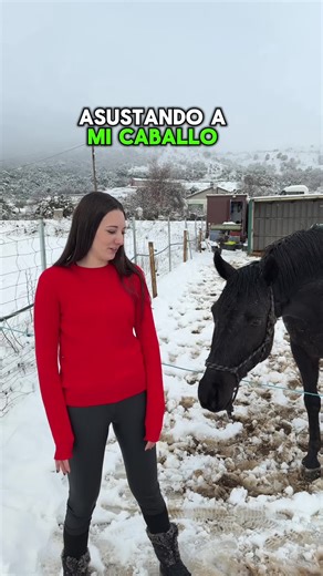 Asustando al potro con el fin de desensibilizarlo🙋🏻‍♀️ Esto ayuda a que en el futuro no se asuste de movimientos bruscos. Seguro que alguna vez has visto un caballo que al levantar tu mano para tocarte el pelo (por ejemplo) le da un micro infarto. Pues eso es lo que no queremos😅 Importante premiar con la voz para que vea que no pasa nada #caballos #nieve #desensibilización #potro #hipica