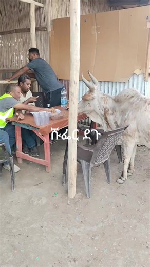 Sisay (@sisay18021)’s videos with original sound - Sisay