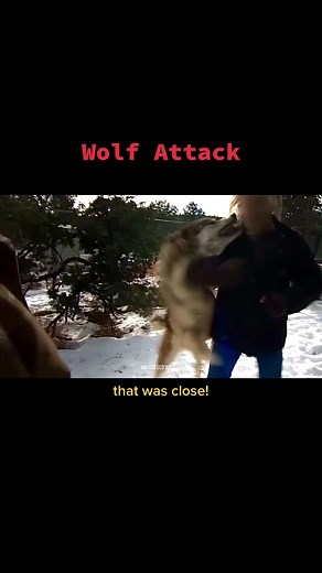 Majestic Wolves on a Hill - Memorable Wolf Moments