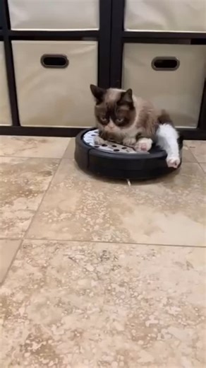 The time Grumpy Cat rode a Roomba around the house. 😾 #catsofinstagram #grumpycat #funnyreelsvideo #memes #cats #memesdaily #meme #catvideos #funnyvids #funny #cute #reel #lol #aww #cutecat #cutecats | The Official Grumpy Cat