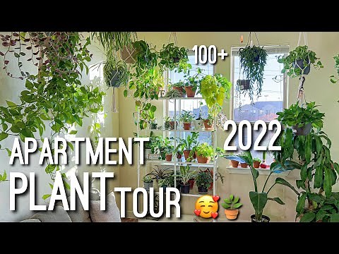 Houseplant Apartment Plant Tour 2022, Plant Collection of 100+ IndoorPlants | My Indoor Plant Jungle