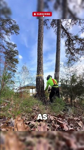 Pro Cuts Down Pine with Wedge ($600 Job)