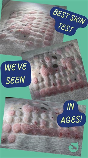 Animal Dermatology Clinic Perth on Instagram: "We’re obsessed with how strong these intradermal allergy test reactions were 😍🔥 This is intradermal allergy testing, where we inject tiny amounts of allergens under the skin to identify environmental triggers. It’s one of the most reliable ways to diagnose atopic dermatitis in dogs and helps us build a customised immunotherapy plan. This pup had some of the most reactive results we’ve seen in a while! #AllergyTesting #VetDerm #ADCPerth"