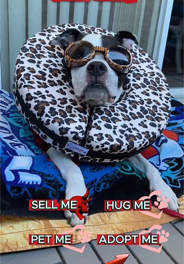 Would you ADOPT ME? 😍 Mommy sure did, she rescued me when I was 8 weeks old. Will you press ALL my buttons friend? Did you stay til the end? #dogsoftiktok #trend #staffy #leopardprint #pettok