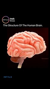 1.9K views | The human brain can be divided into three main units:...