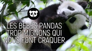 Nés en Chine : les bébés pandas trop mignons qui nous font craquer !