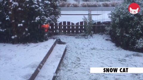 Funniest Animal Videos