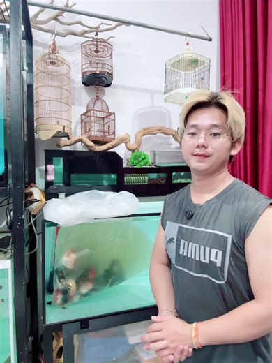 🥰##PenDaFishShop #cambodia #សៀមរាប #ផ្លូវបេតុងថ្មីបាបាក់ខែង