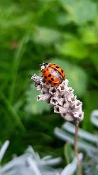 Ladybugs: Nature’s Tiny Pest Control Experts 🐞 #animals #didyouknow #ladybug #insects