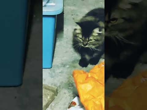 Big house cat mating with small cat
