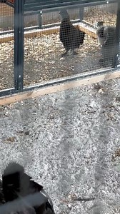 Our silkie rooster! He is so cute! | Hello Mother