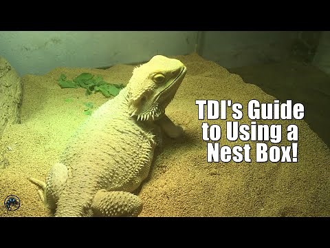 How to Help Your Female Bearded Dragon Lay Her Eggs with a Nest Box! 🦎🥚