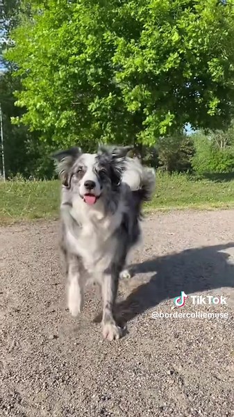 Dancing Border Collie: A Canine Performance