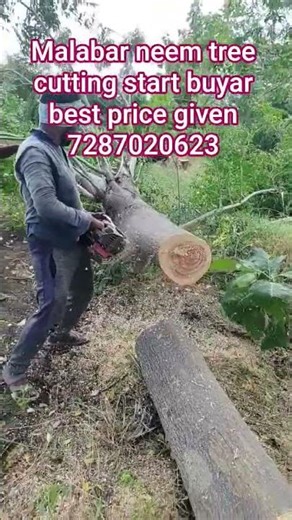 best price given Malabar neem tree cutting start 7287020623