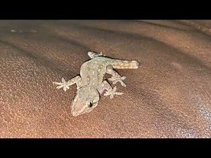Common House Gecko