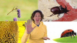 Family Finger Song - Bugs Part 2 手指歌谣，虫子