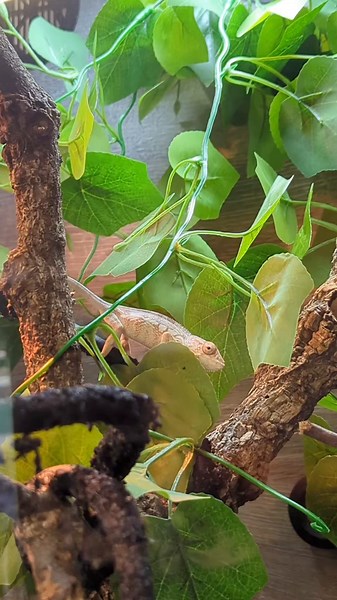 what you will see at @_walkonthewildside #ashford #reptileshop #reptilesoftiktok #surrey #smallbusines #fyp