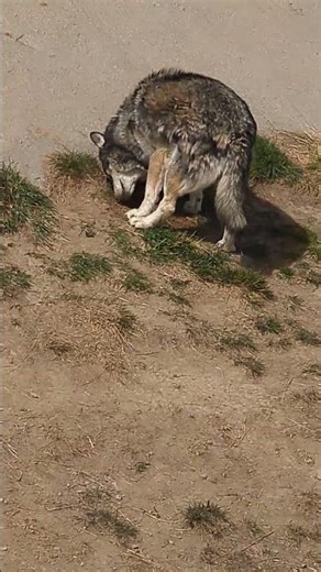 Coyote digging a hole 😭😭🩷🩷😁😁🌷🌷🎀🎀✨✨🎉🎉🥰🥰💖💖😻😻🤳🤳🦸🦸🫈🫈🪷🪷💐💐🌴🌴🌅🌅🏞️🏞️