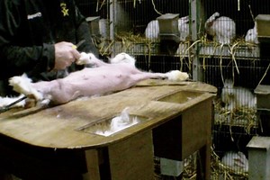 Shocking footage reveals cruel treatment of Angora rabbits bred for fur