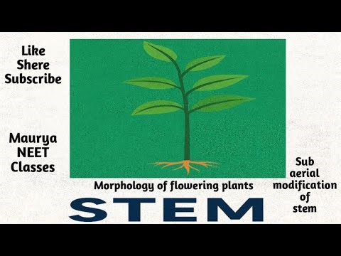 Sub aerial modification of stem (Morphology) #mauryasir #neet #botany #study #biology #nta #stem