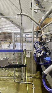 The DeLaval TSR robot at work. | TDF Honest Farming