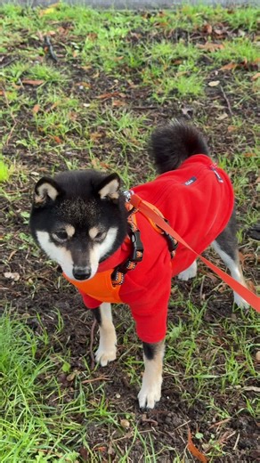 Umi’s new orange @Rydale fleece… construction worker vibes activated 🦺🐶😂 Black Friday deals still on, grab one for you pup! #dogjumper #dogjacket #dogclothes #dogcoat #dogfashion