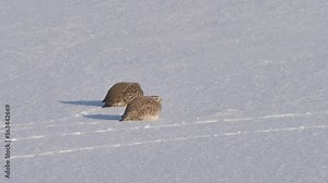 Grey partridge (Perdix perdix), also known as the gray-legged partridge,[2] English partridge, Hungarian partridge, or hun